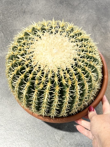 Эхинокактус Грузони Бревиспинус д30