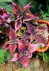 Джеромини колеус КСР