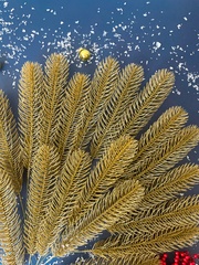 Еловая ветка, еловые лапки, рождественский декор, цвет под античное золото, 1 лапка 30 см, набор 20 шт.