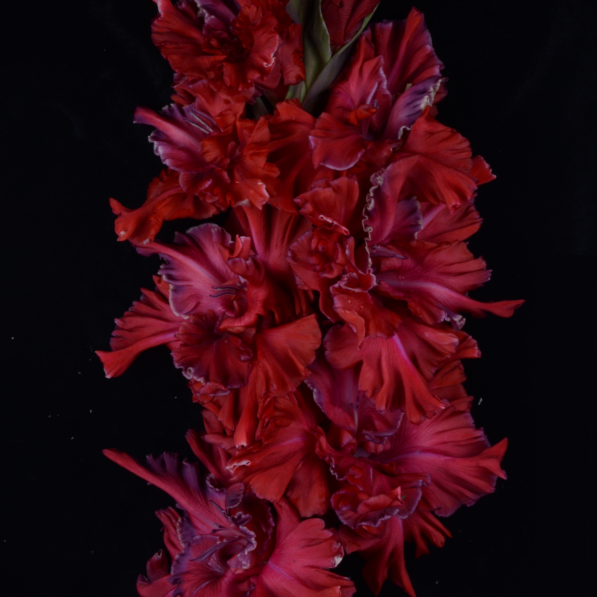 Гладиолус крупноцветковый Кейн