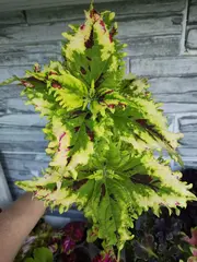 Fragrant Lime Тай колеус