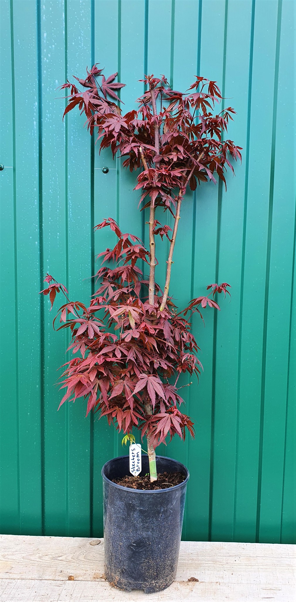 Клен дланевидный acer palmatum skeeters broom