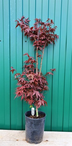 Teofrast Клен дланевидный acer palmatum skeeters broom