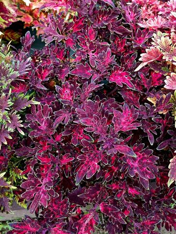 Огонек Тай колеус