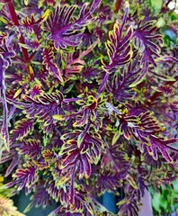 Валери Тай колеус КСР