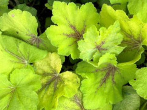 Гейхерелла Art Tropoci (Арт Тропико)