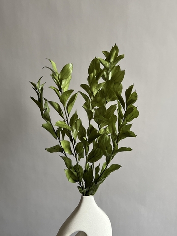 Рускус садовый стабилизированный зеленый