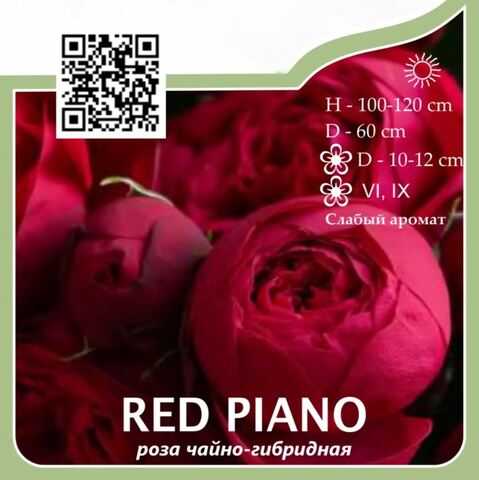 Роза чайно-гибридная 