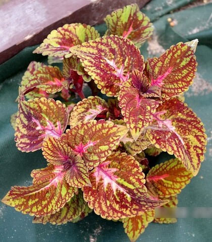 Древо жизни UO колеус