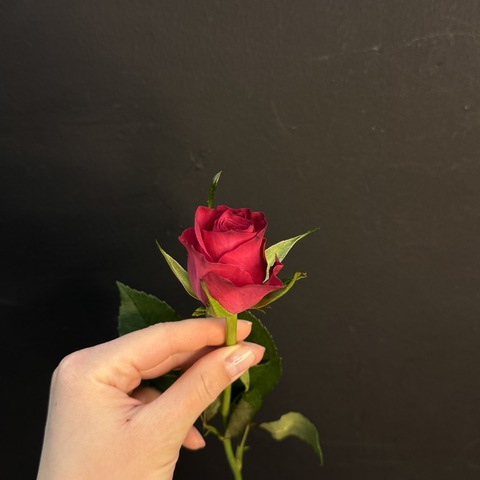 Роза кенийская ярко-розовая 40 см / 1 шт