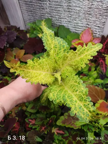 БЗ. 18 колеус