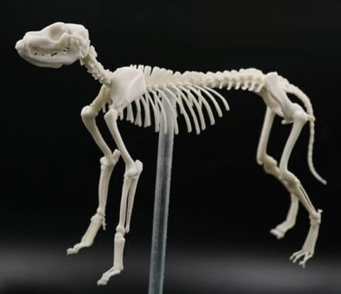 Фотополимерная смола HARZ Labs Dental Model Bone, слоновая кость (1000 гр)