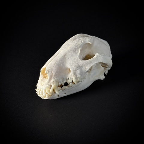 Череп собаки