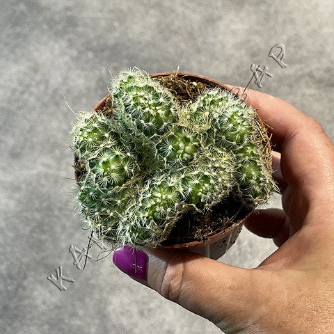 Маммиллярия Удлинненная Лемон Кристата d8