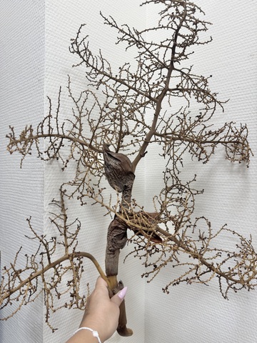 Ветки волнистые коряги L натуральные изогнутые для декора  (1шт)