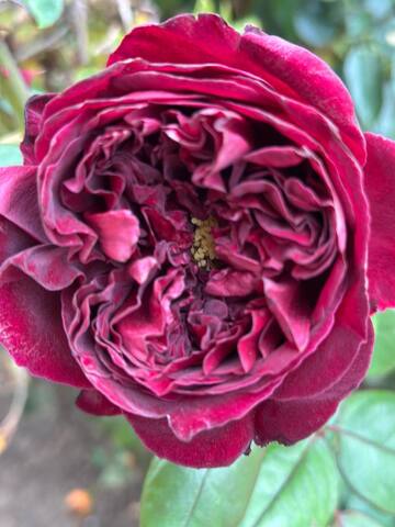 Зе Сквайр(The Squire)