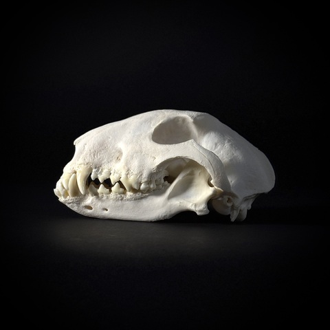 Череп собаки