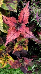 Джеромини колеус КСР