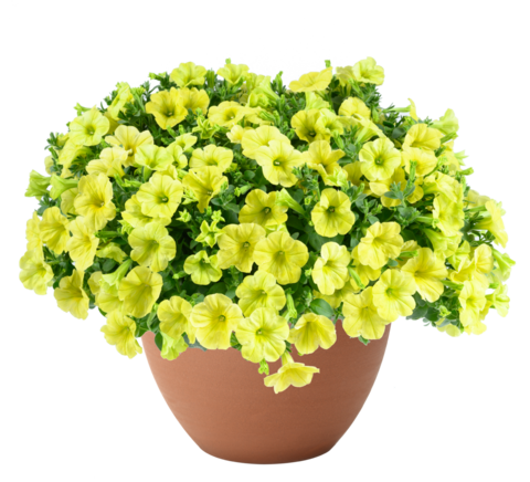 32499 Петуния CAPELLA Hello Sunshine (Весна 2026)