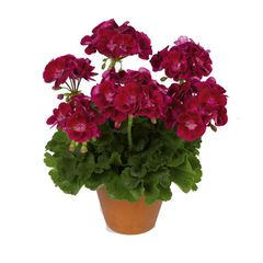 2819 Пеларгония зональная PAC FLOWER FAIRY VELVET        (Весна 2026)