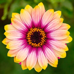 2799 Остеоспермум FLOWERPOWER ORANGE SUNSET