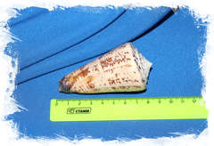 Конус талассиаркус (Conus thalassiarchus) 9 см.