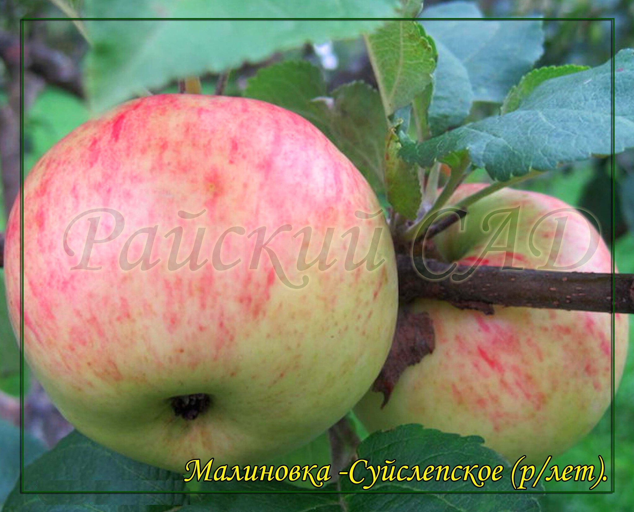 Ранние сорта яблонь для средней. Яблоня Малиновка (Суйслепское). Сорт яблони Малиновка. Сорт яблони Суйслепское. Сорт яблок Малиновка.