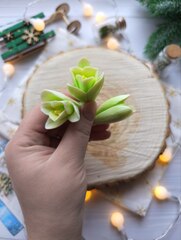 Силиконовая форма 
