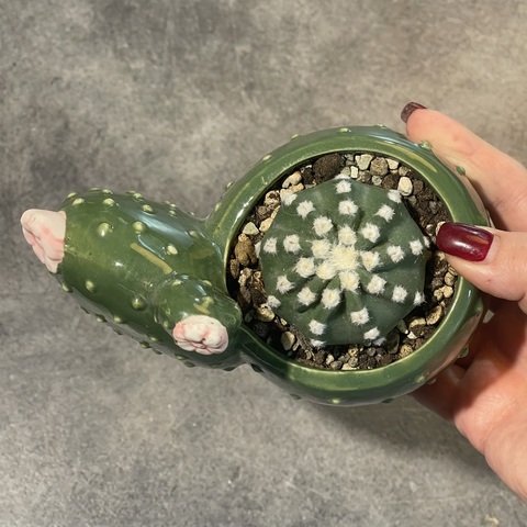 Эхинопсис d7 в Керамике