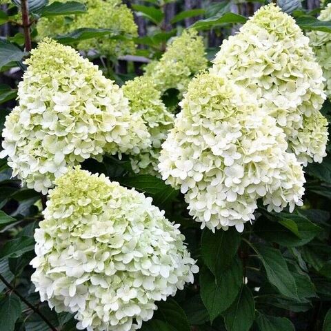 Гортензия метельчатая 