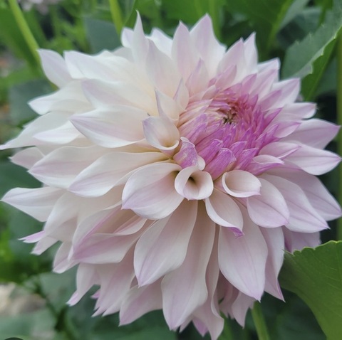 Георгин Блумквист Компаре (Bloomquist compare)