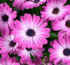 27109 Остеоспермум BESTIES Optimistic Pink (Весна 2026)