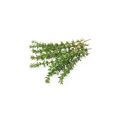 CdS. Тимьян хт. тимол (Thyme ct. Thymol) – 10 ml