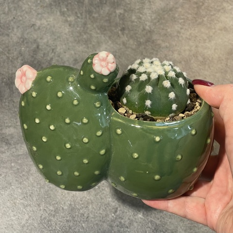 Эхинопсис d7 в Керамике