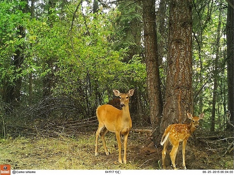 КАМЕРА BUSHNELL TROPHY CAM HD ESSENTIAL E3