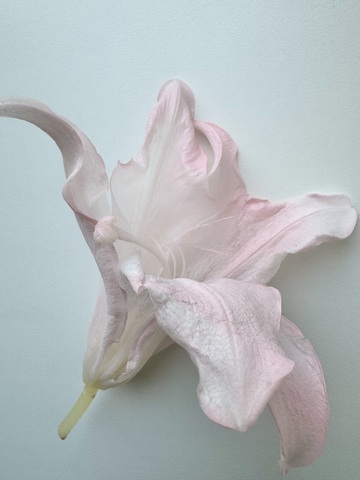 Лилия стабилизированная Розовая вуаль 10-12см (1шт) см.доп.описание