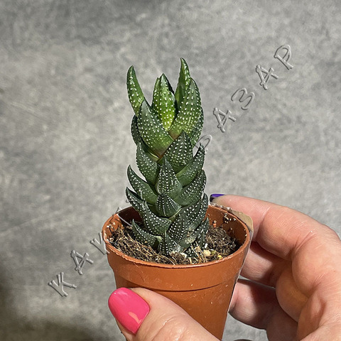 Хавортия Рейнвардта d5