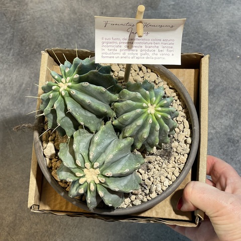 Ферокактус Глаусесценс Инермис в керамике d15