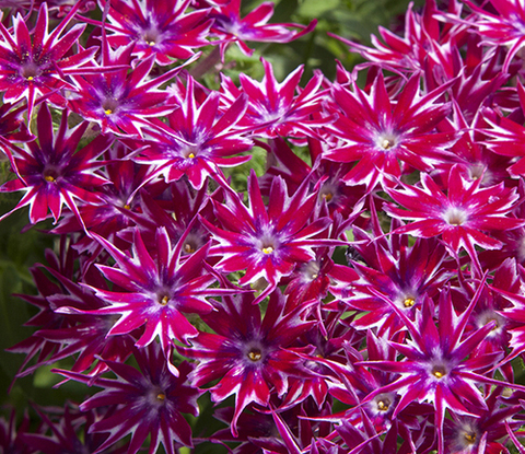 S7004 Флокс PopStars Purple 5шт.