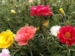 Портулак крупноцветковый полумахровый смесь