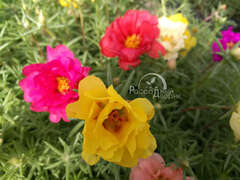 Портулак крупноцветковый полумахровый смесь