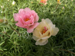 Портулак крупноцветковый полумахровый смесь