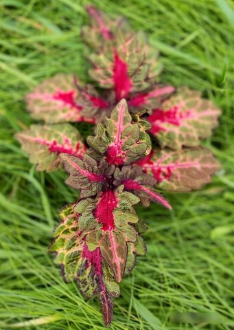 Forest Magic ES колеус