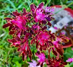 Вишенка Тай колеус КСР