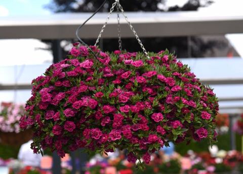 Калибрахоа Алоха дабл пурпл