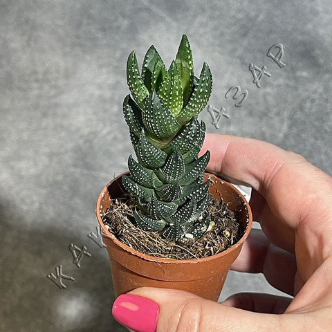 Хавортия Рейнвардта d5