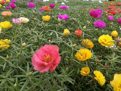 Портулак крупноцветковый полумахровый смесь