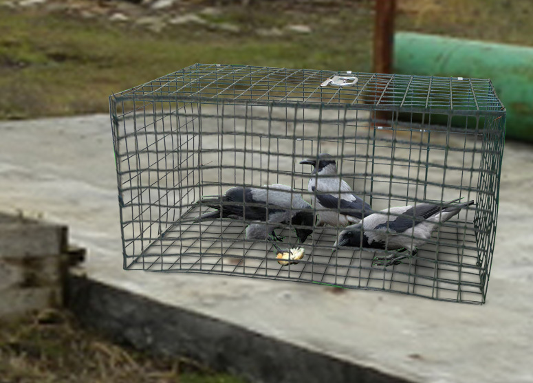 Отпугиватели птиц (голубей, ворон, воробьев и тд) для небольших участков