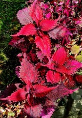 Джеромини колеус КСР