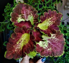 Кружевница UO колеус КСР